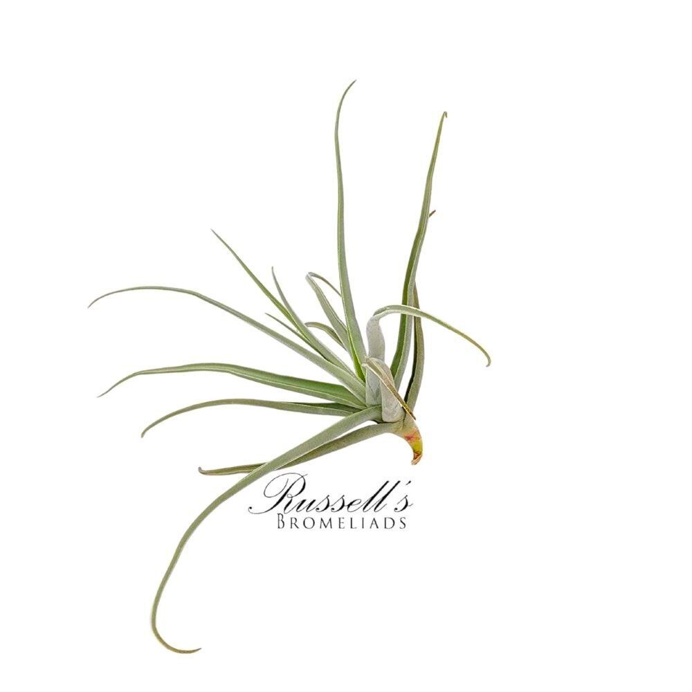 STREPTOCARPA, 6-8" photo 3