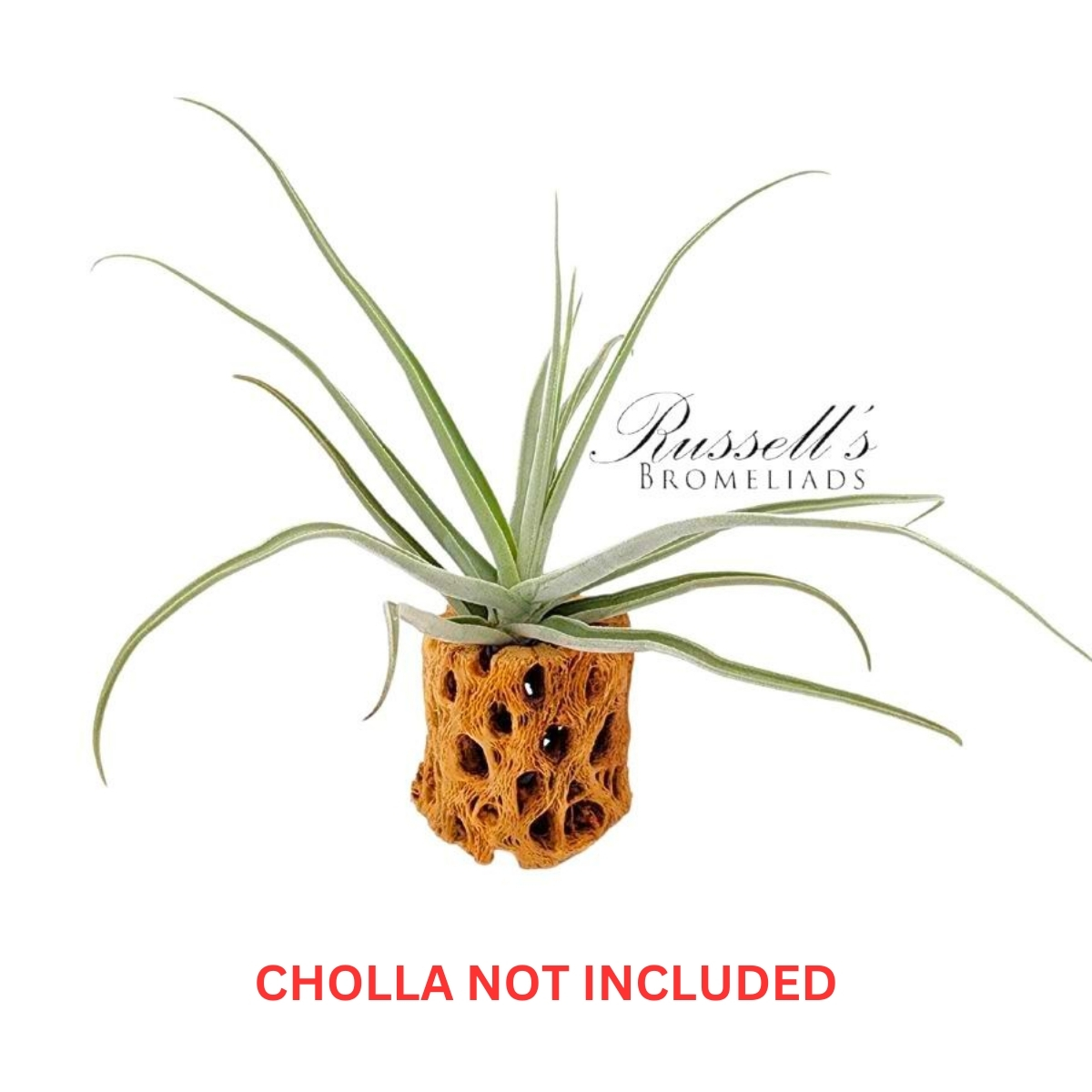 STREPTOCARPA, 6-8" photo 4