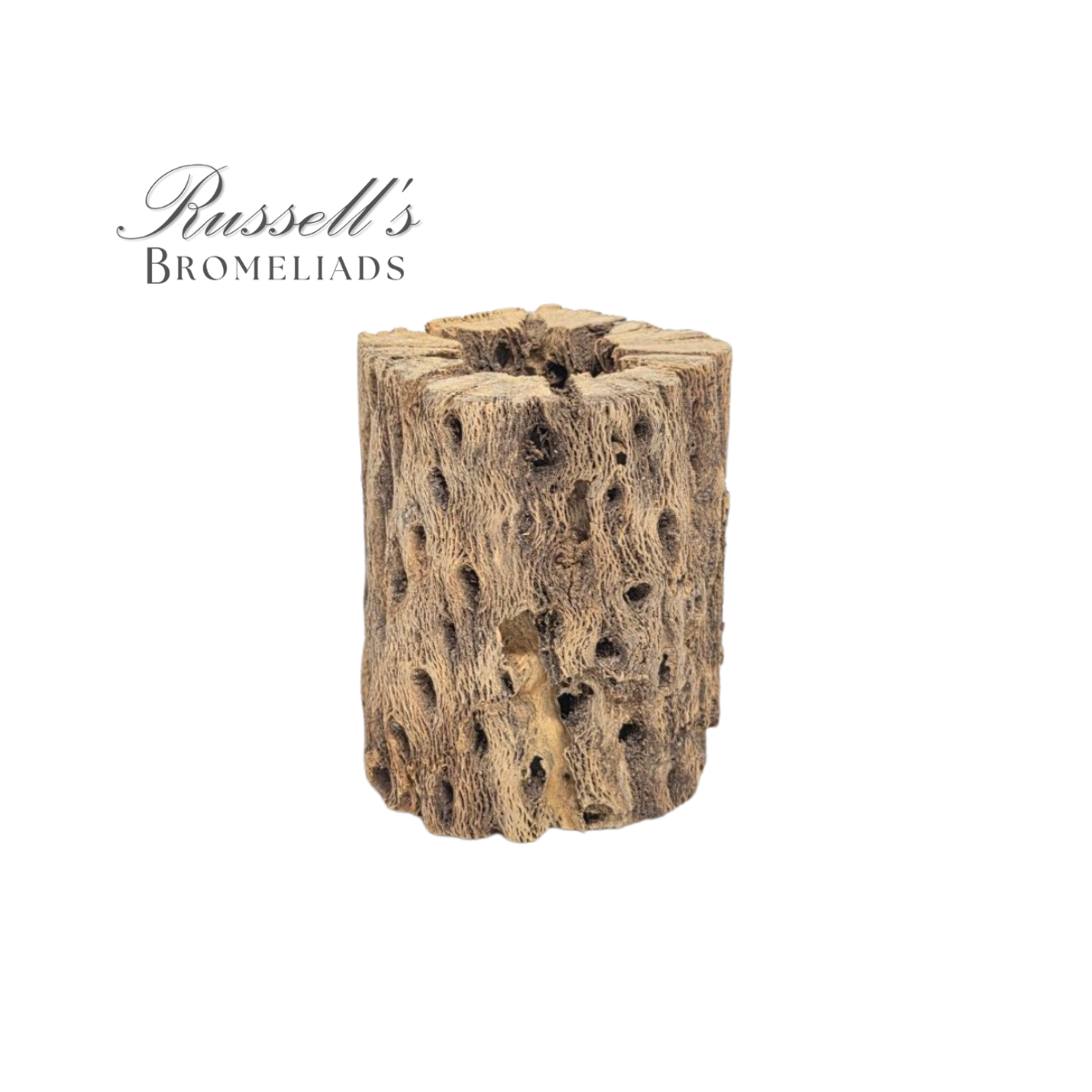 CHOLLA WOOD