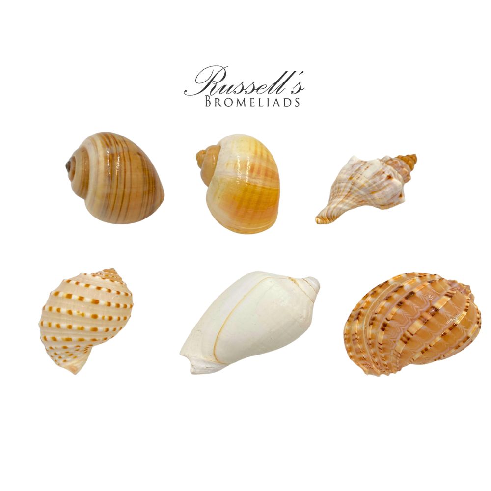 MEDIUM SEASHELL