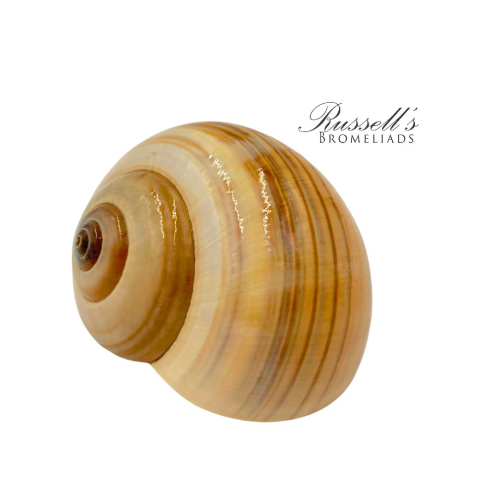 MEDIUM SEASHELL photo 2