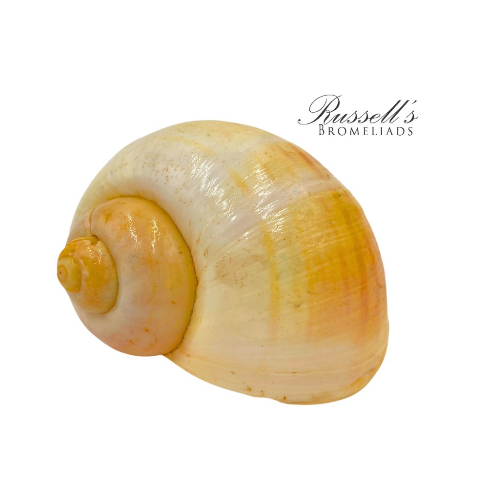 MEDIUM SEASHELL photo 3
