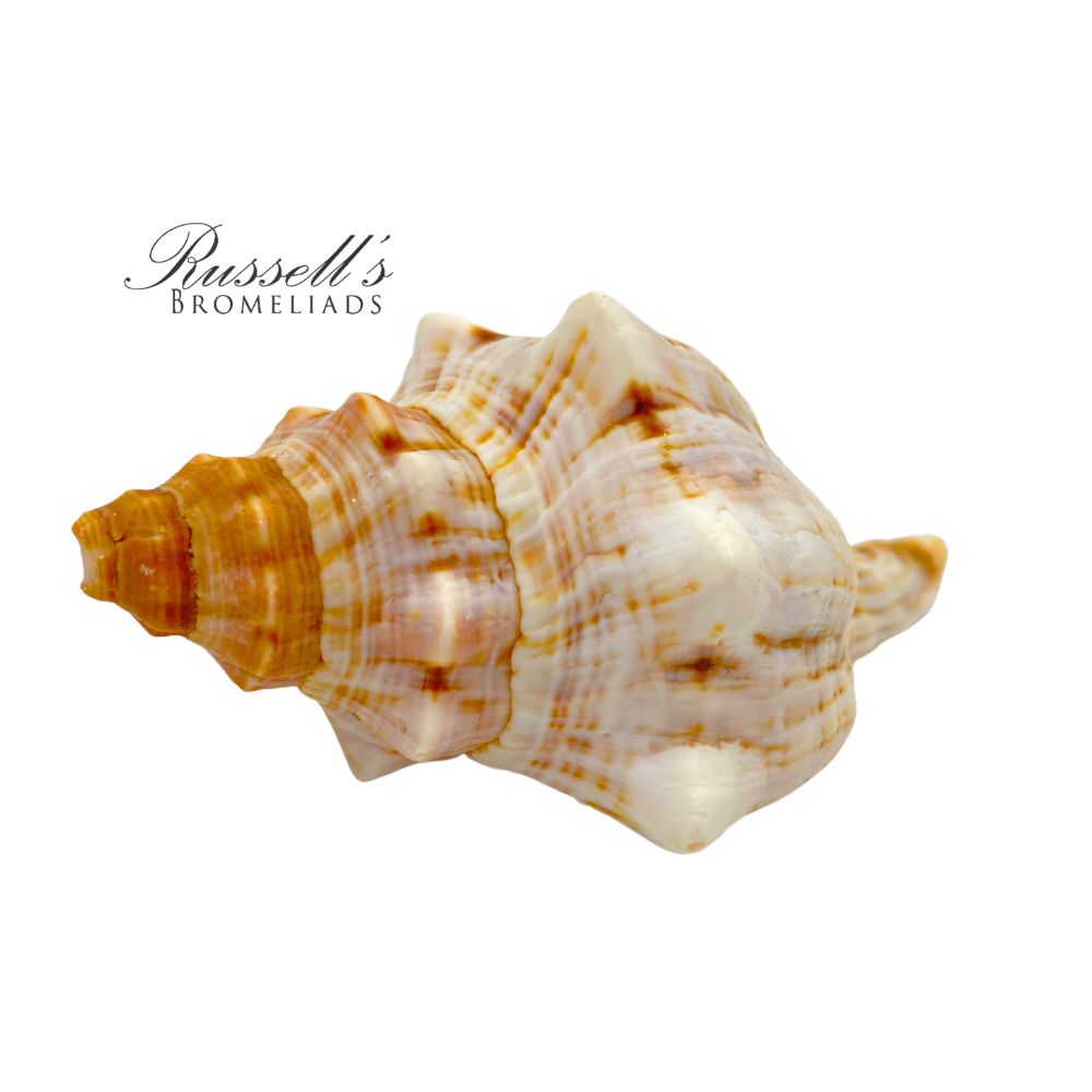 MEDIUM SEASHELL photo 4