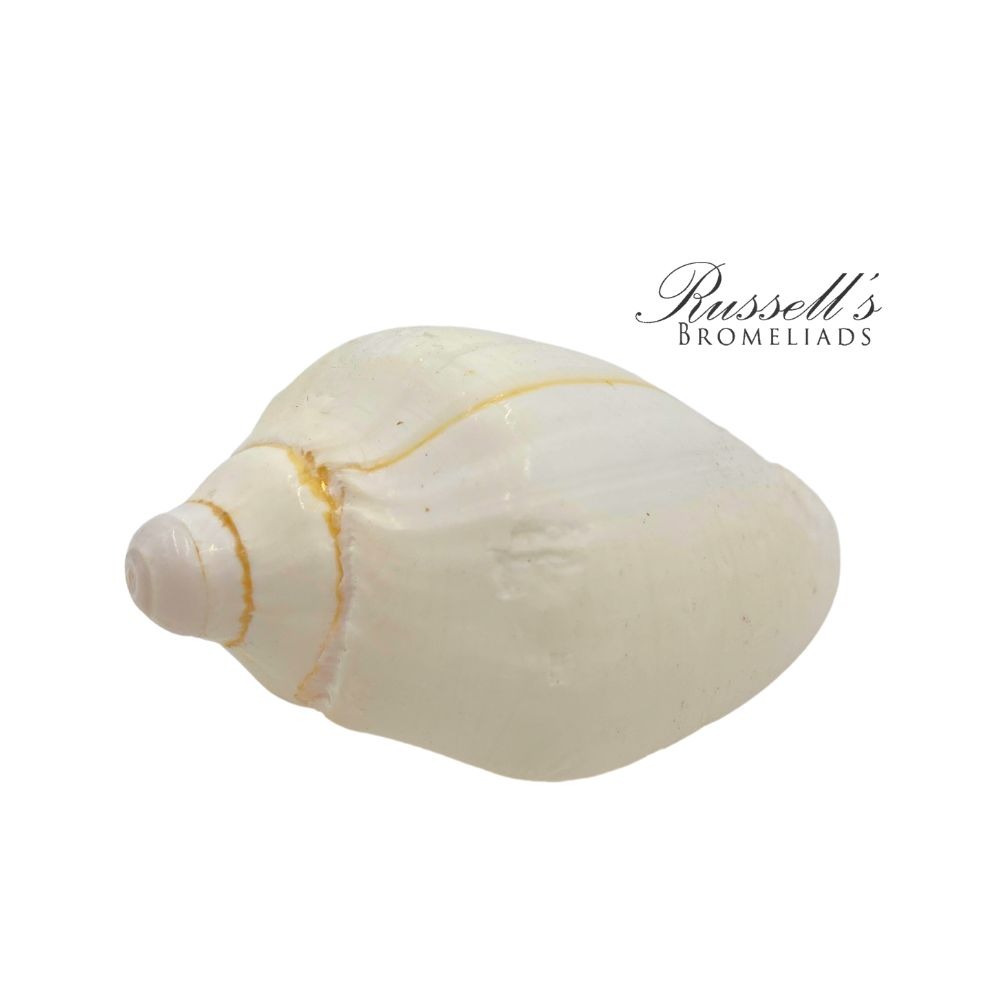 MEDIUM SEASHELL photo 5