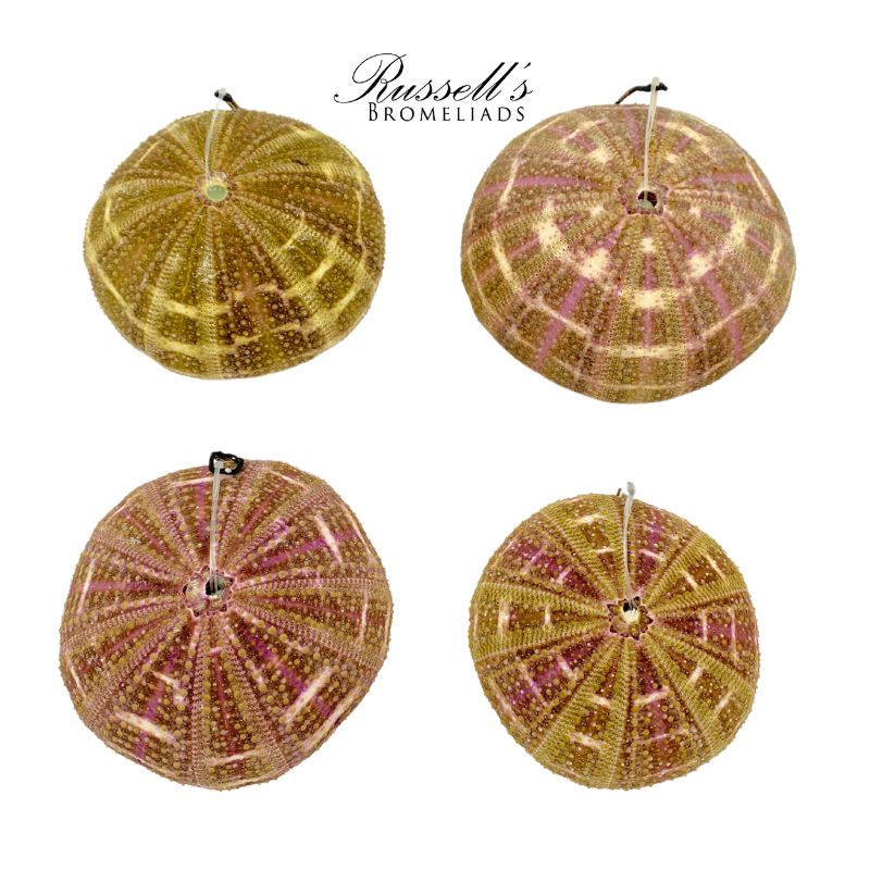 SEA URCHIN SHELL
