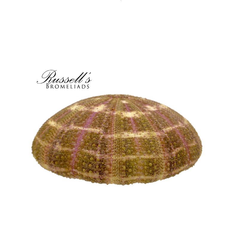 SEA URCHIN SHELL photo 2