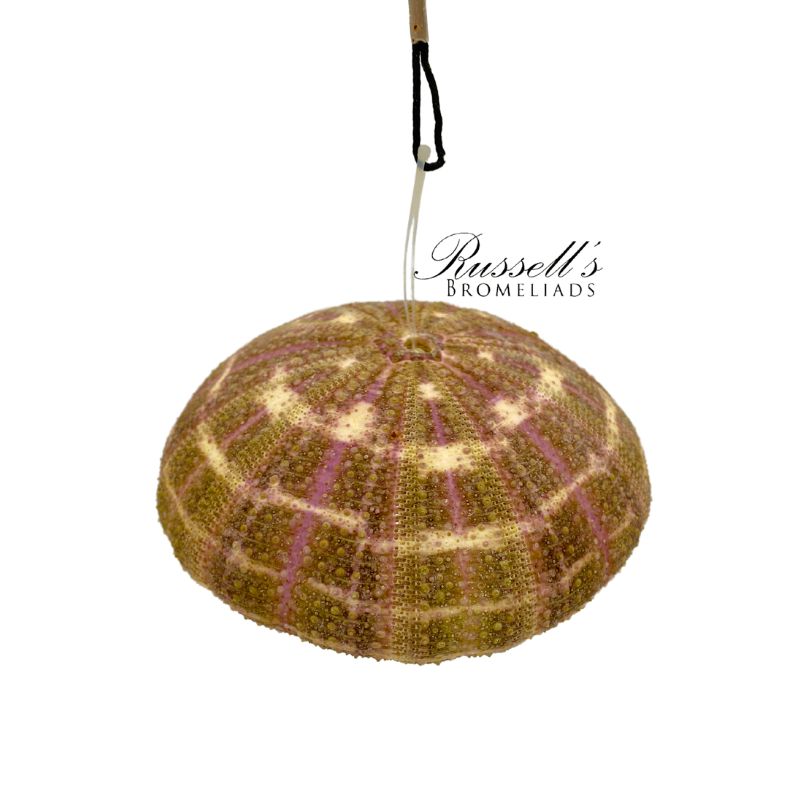 SEA URCHIN SHELL photo 3
