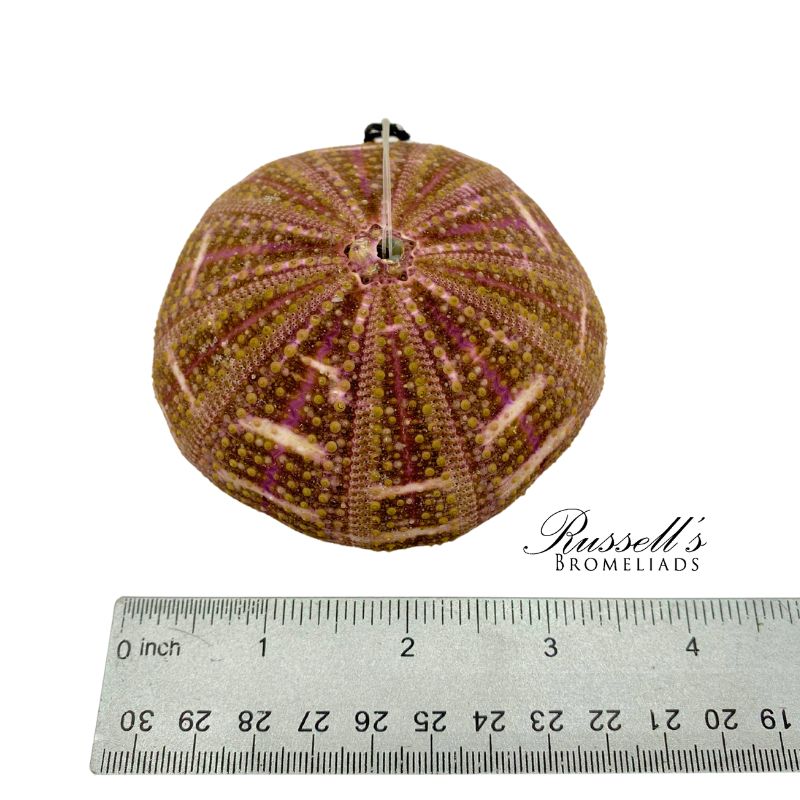 SEA URCHIN SHELL photo 4